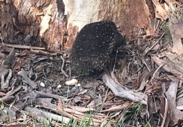 Blogger Image 991494401