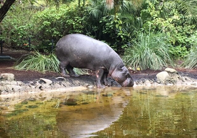 Hippo